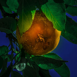 Close-up of fruits on branch