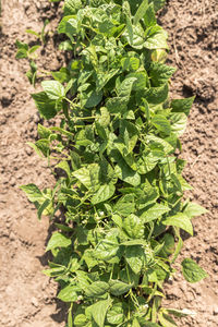 High angle view of leaves growing on field