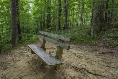 Empty bench amidst trees in forest