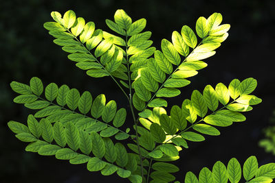 Close-up of green leaves
