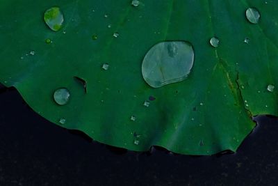 Close-up of wet leaf floating on water