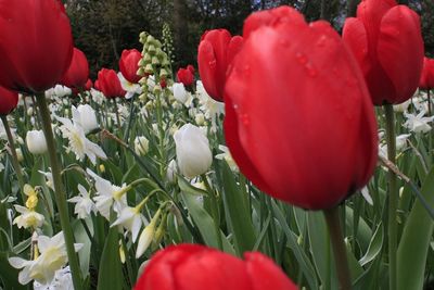 Close-up of red tulip flowers on field