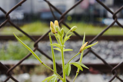 Close-up of plant growing outdoors