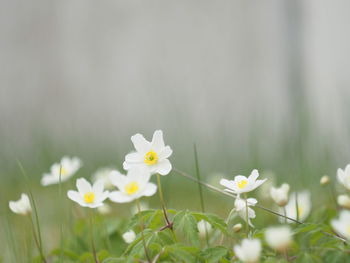 Close-up of white flowers blooming outdoors