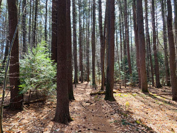 Trees in forest