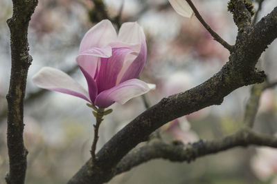 Close-up of pink flowering plant