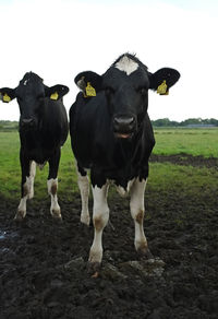 Close-up of goat in field