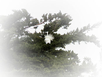 Low angle view of white flowering plant