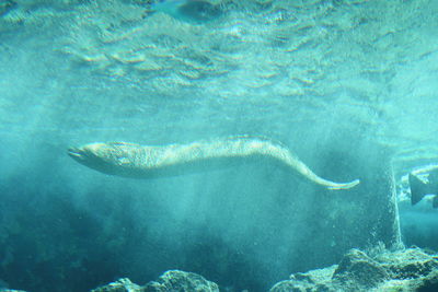 Fish swimming in sea