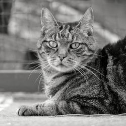 Close-up portrait of a cat