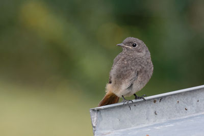 Close-up of bird perching on railing