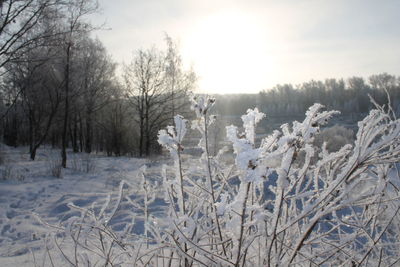 Snow covered trees on field against sky