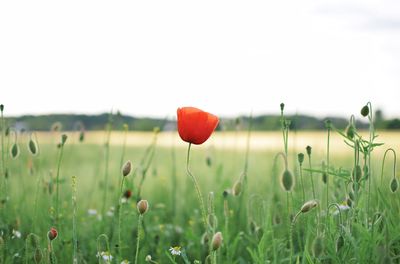 Red flowers growing in field