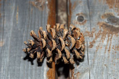 High angle view of pine cone on table