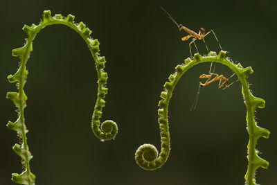 Close-up of baby mantis on fern