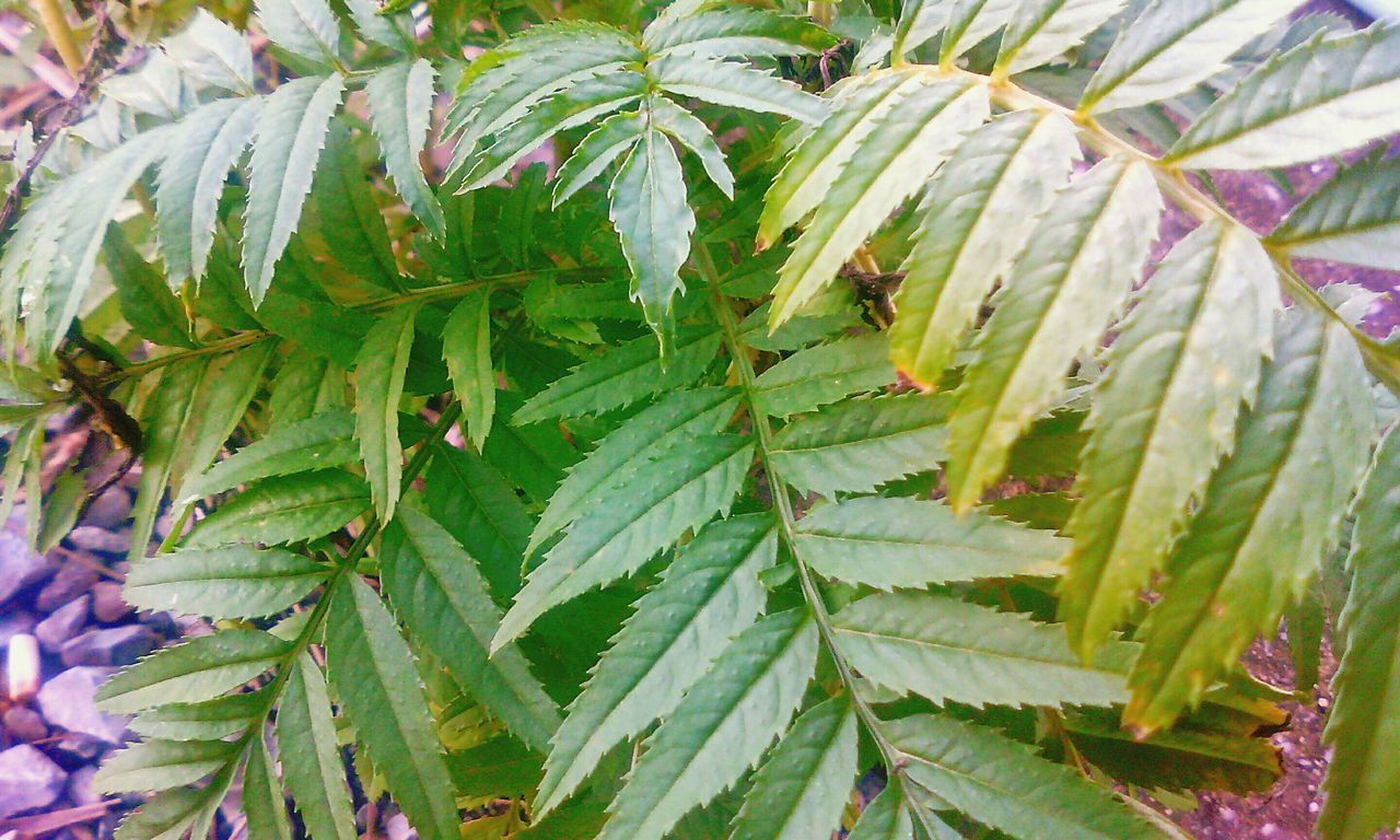 leaf, growth, green color, plant, freshness, nature, beauty in nature, close-up, leaves, fragility, full frame, focus on foreground, backgrounds, outdoors, day, tranquility, no people, botany, growing, leaf vein