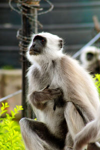 Close-up of monkey looking away in zoo