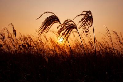 Crops growing on field against sky during sunset