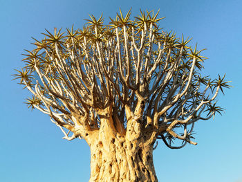 Low angle view of dried tree against clear blue sky