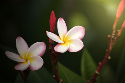 Close-up of white frangipani flowers