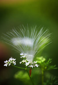 Close-up of white dandelion flower