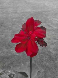 Close-up of red flower blooming outdoors