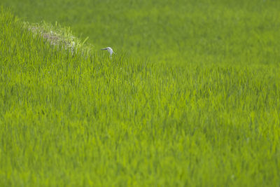 View of bird on field