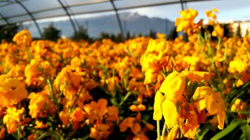 Close-up of yellow flowers blooming in field