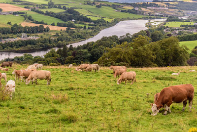 Cattle grazing on grassy field
