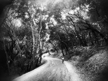 Road passing through forest