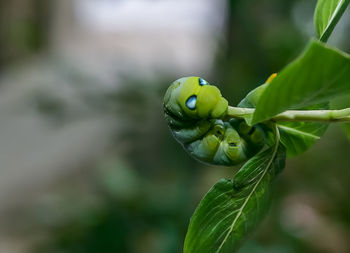 Close-up of green leaf