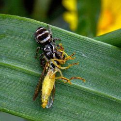 Close-up of fly on leaf