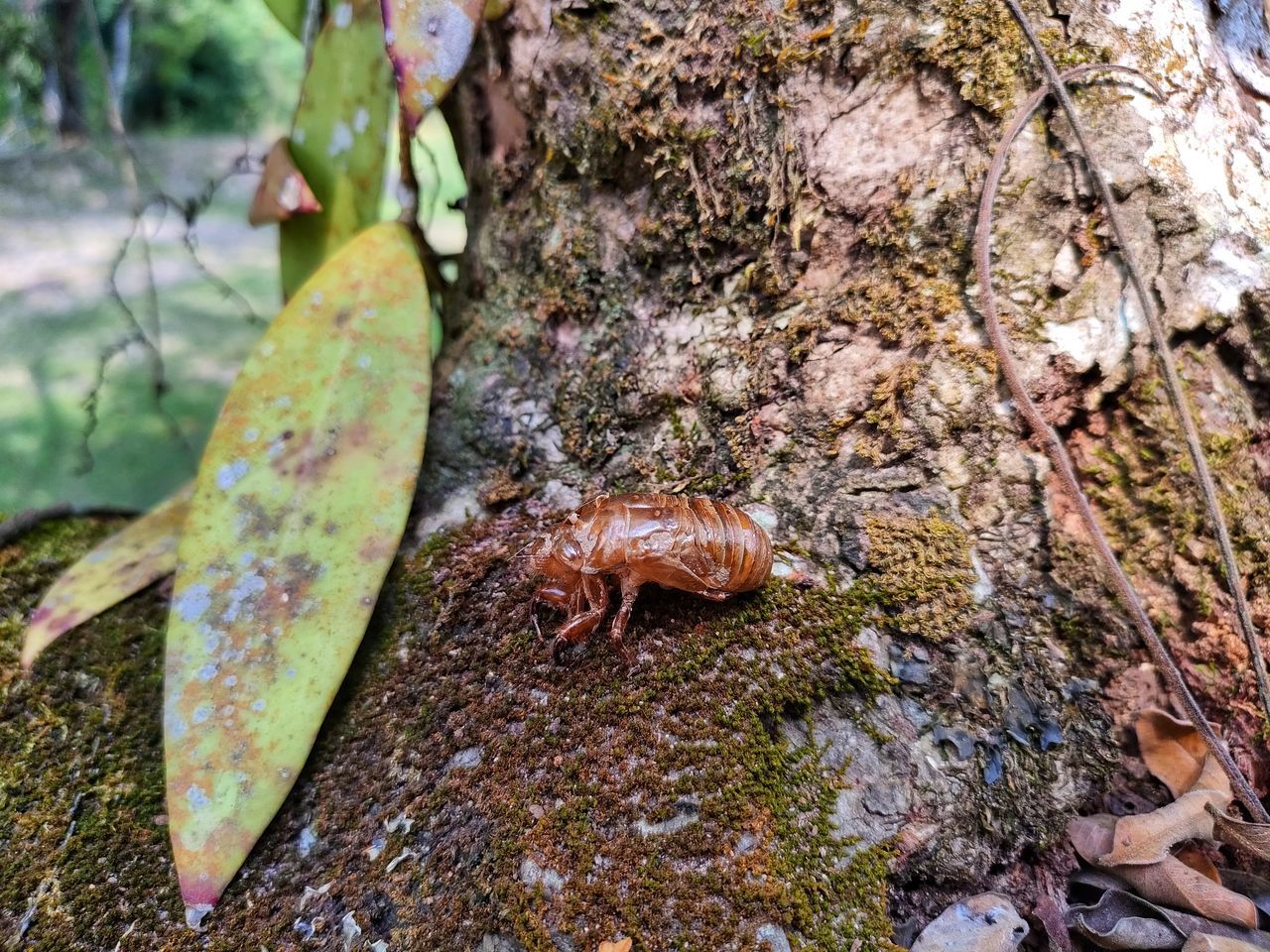 HIGH ANGLE VIEW OF A TREE TRUNK