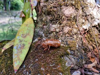 High angle view of lizard on tree trunk