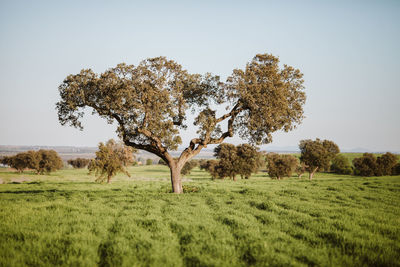 Tree on field against clear sky