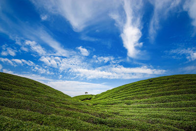 Scenic view of agricultural field against sky