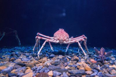 Spider crab