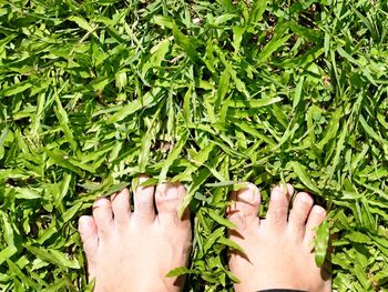 Low section of person wearing shoes on grass