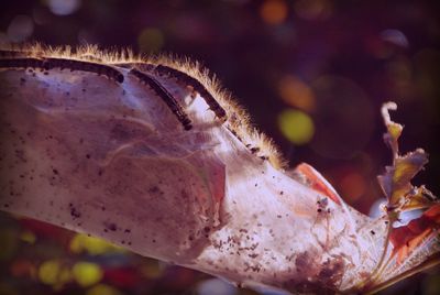 Close-up of caterpillar in aquarium