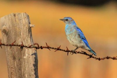 Close-up of bird perching outdoors