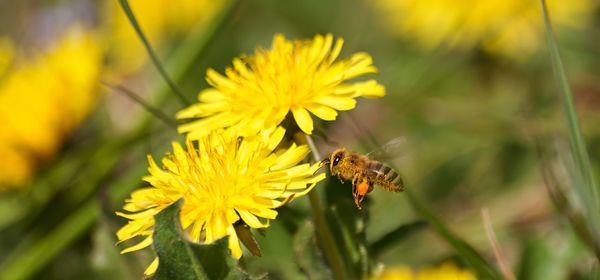 Close-up of bee pollinating flower