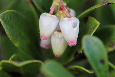 Macro of wild cranberry blossoms in the spring