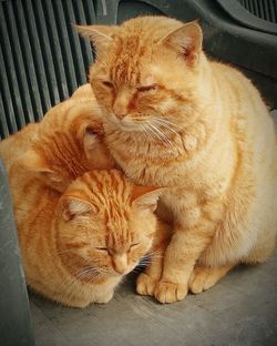 Close-up of cats on chair