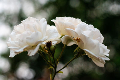 Close-up of white flowering plant