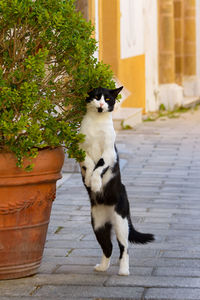 Portrait of cat standing by potted plant on street