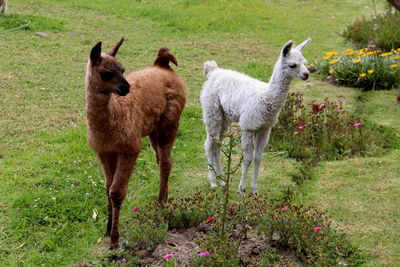 Llamas standing on grassy field