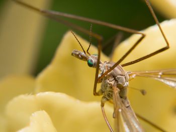 Close-up of insect on leaf