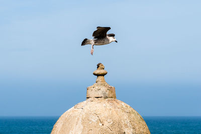 Seagull landing on the top of a watchtower, sqala du port, essaouira, morocco.
