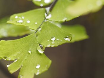 Close-up of water drops on leaf