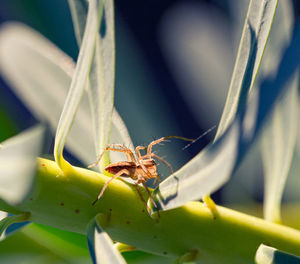 Close-up of insect on leaf